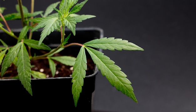 piante di vegetazione di marijuana coltivazione di cannabis indica CBD canapa coltivazione di cannabis