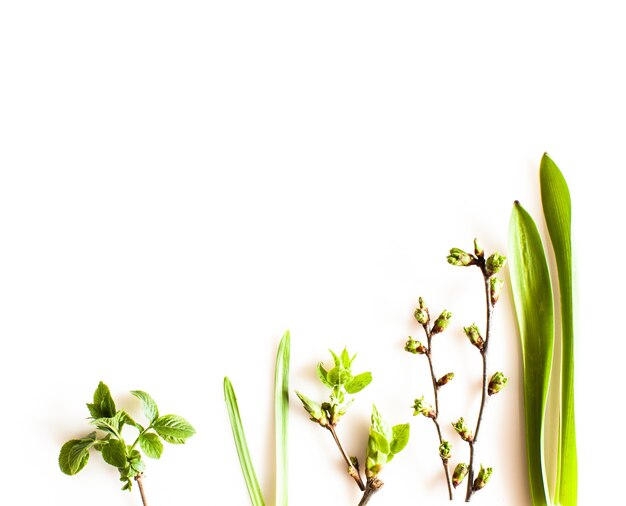 Piante di vegetazione primaverile su sfondo bianco. Foresta piatta e concetto di natura