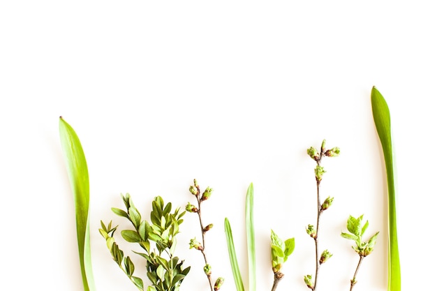 Piante di vegetazione primaverile su sfondo bianco. Foresta piatta e concetto di natura