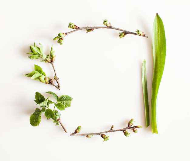 Piante di vegetazione primaverile su sfondo bianco. Foresta piatta e concetto di natura