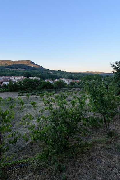 Piante di vite al mattino