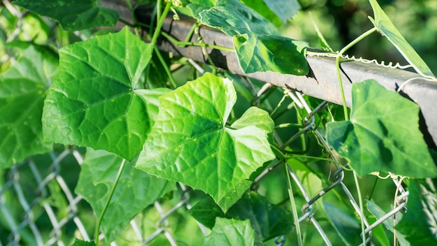 Piante di zucca di edera su una recinzione.