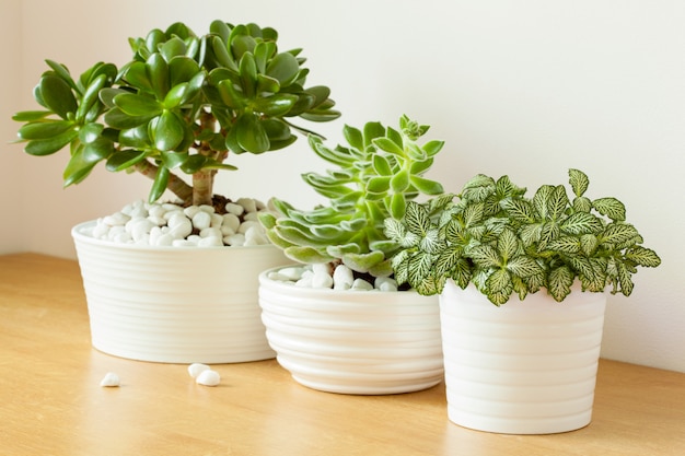 Piante domestiche fittonia albivenis, crassula ovata, echeveria in vaso bianco