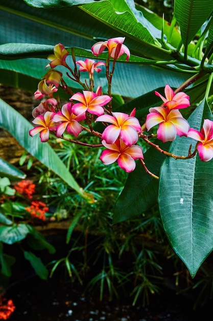 Piante e fiori della foresta pluviale con fiori rosa e arancioni