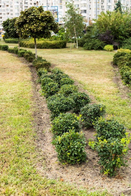 Piante e fiori in aiuole nella progettazione del paesaggio