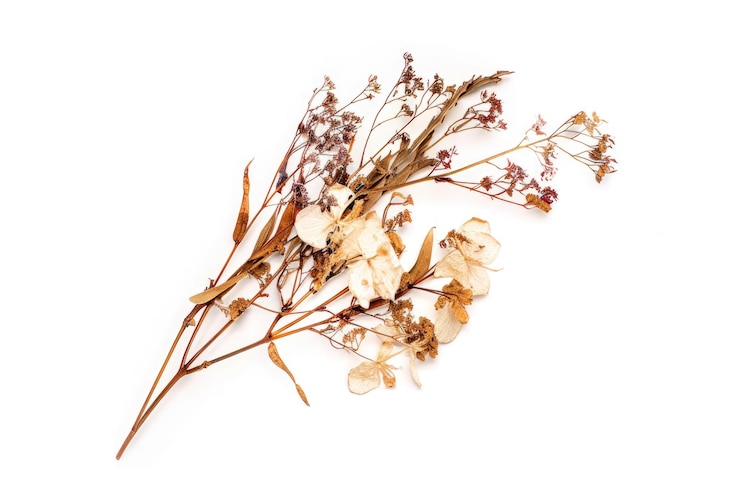 Foto piante e fiori secchi