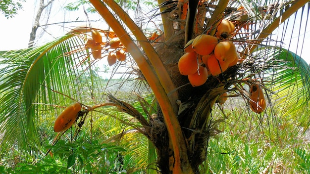 Piante e frutti di noci di cocco della flora tropicale