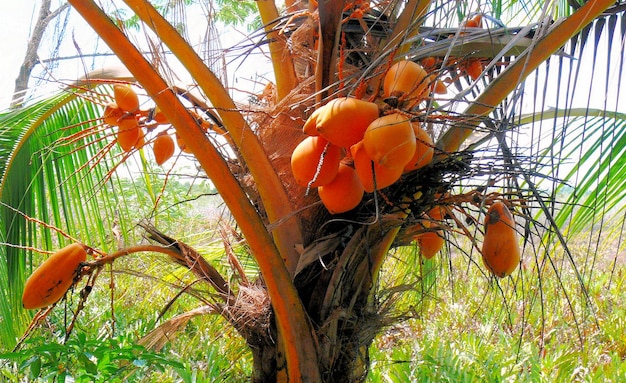 Piante e frutti di noci di cocco della flora tropicale