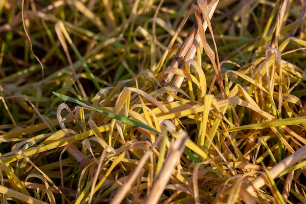 Piante ed erba che ingialliscono nella stagione autunnale su un campo agricolo