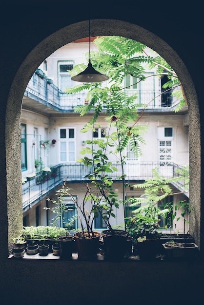 Piante ed erbe domestiche in vaso sulla vecchia veranda della casa d'epoca