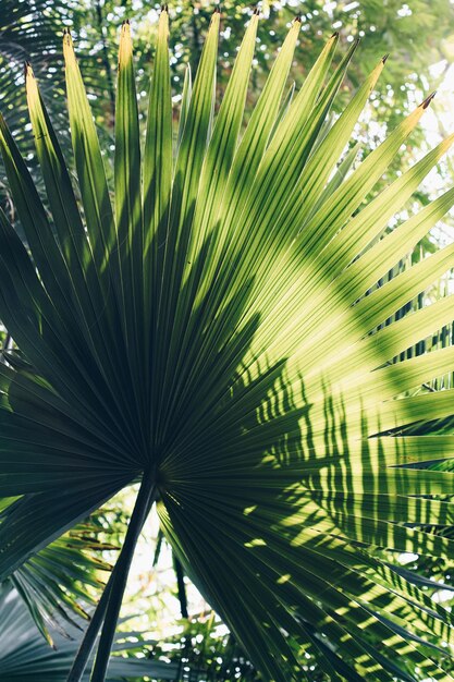 piante esotiche in una serra in un giardino botanico