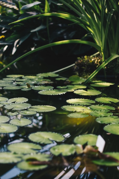 piante esotiche in una serra in un giardino botanico