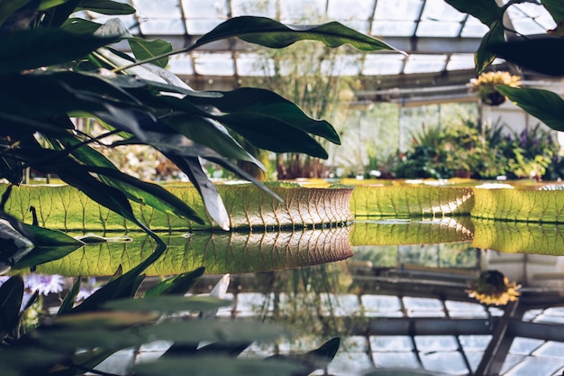 piante esotiche in una serra in un giardino botanico