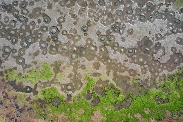 Piante fangose della Laguna di Venezia Italia Vista aerea di struttura naturale direttamente sopra