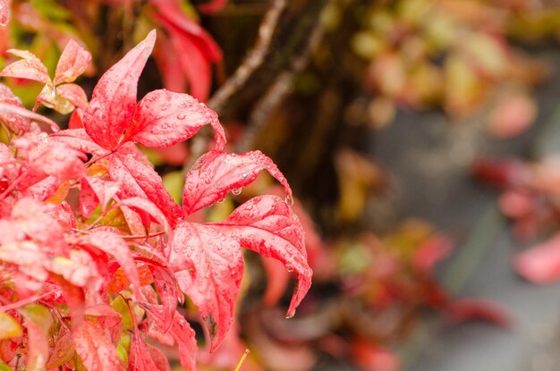 Piante fiorite rosse ricoperte di gocce di pioggia dopo la pioggerellina a Hiroshima in Giappone