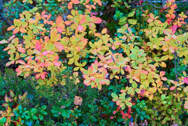 Piante forestali selvatiche, erba e cespugli per lo sfondo naturale