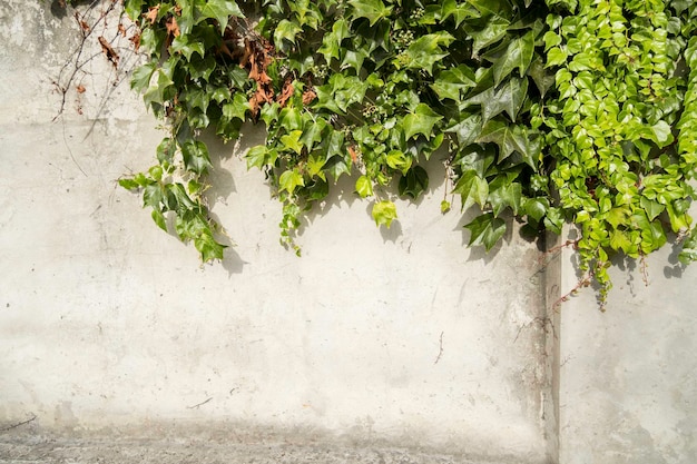 Piante fresche verde brillante crescono su pareti di cemento sporco chiaro come sfondo