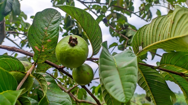 Piante fruttifere a foglia di guava verde lussureggiante in Indonesia