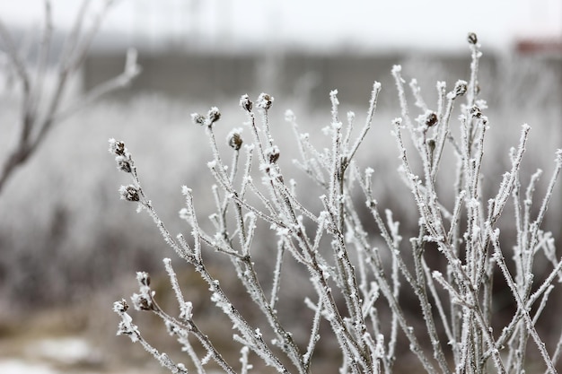 Piante gelo inverno neve fredda park