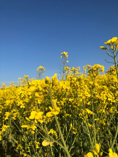 Piante gialle a fiori sul campo contro un cielo limpido