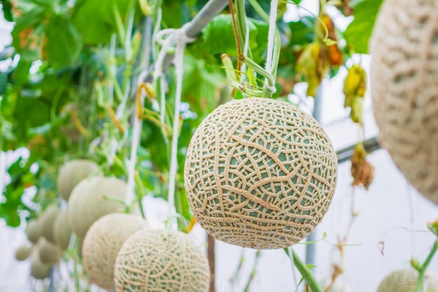 Piante giapponesi verdi fresche dei meloni del melone del cantalupo che crescono nel giardino organico della serra