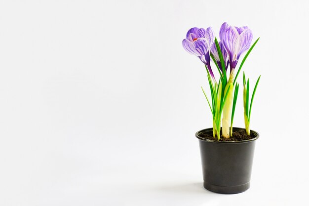 Piante giovani che crescono dal suolo. Croco viola in vaso sul bianco. Risultato finale del trapianto di piante in casa