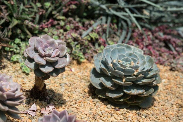 Piante grasse e cactus