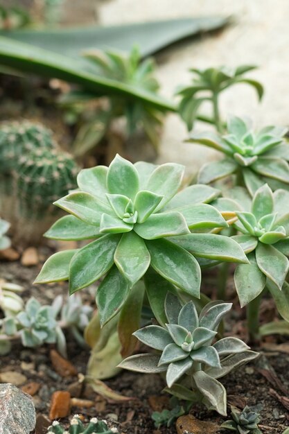 Piante grasse fresche verdi crescono in ambiente naturale, sfondo di piante grasse selvatiche