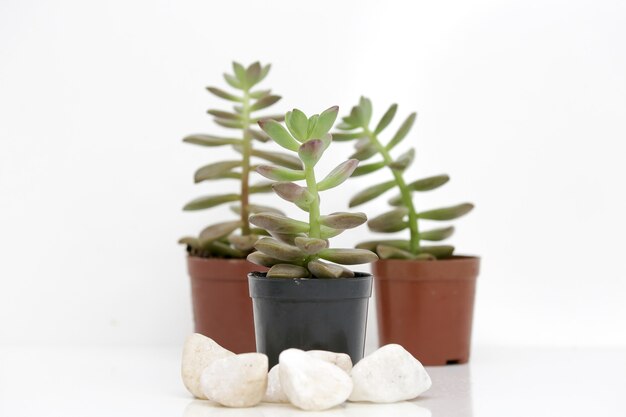 piante grasse in vaso con fondo bianco