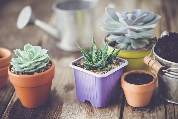 Piante grasse in vaso secchio con terriccio e annaffiatoio Piantare e curare piante d'appartamento e fiori