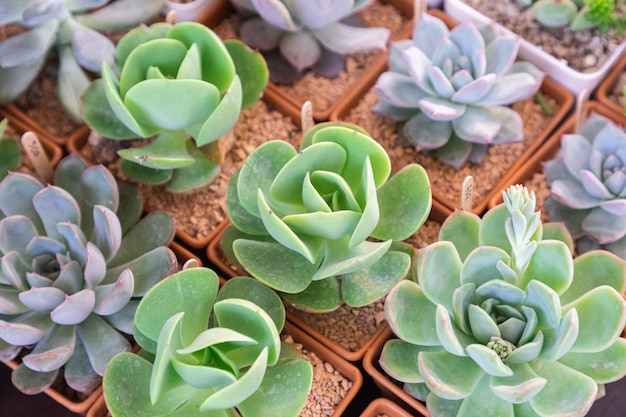 Piante grasse o cactus nel giardino botanico del deserto per la decorazione e il design agricolo.