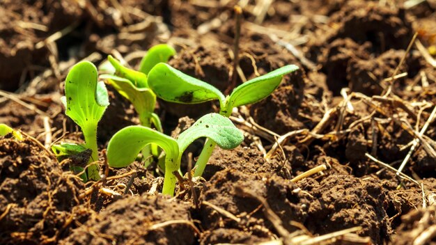 Piante in crescita in primavera Timelapse germoglia la germinazione in serra Agricoltura