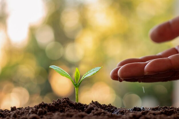 Piante in crescita in terreno fertile e irrigazione