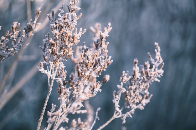 Piante in inverno coperte di brina e neve