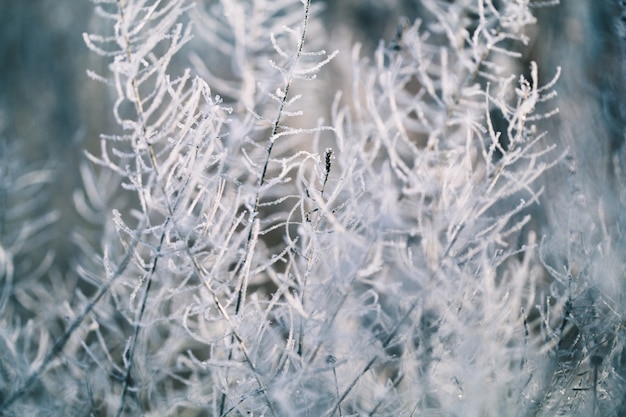 Piante in inverno coperte di brina e neve