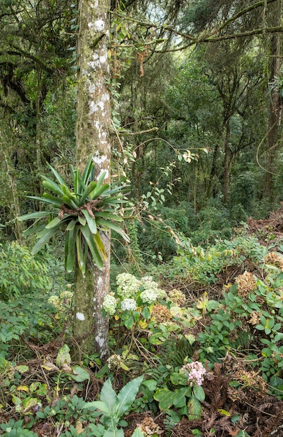 Piante in una foresta pluviale nel sud-est del Brasile.