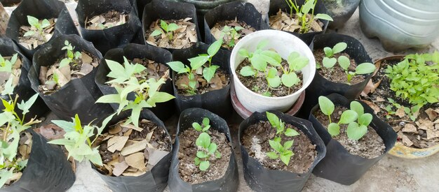 Piante in vaso di plastica