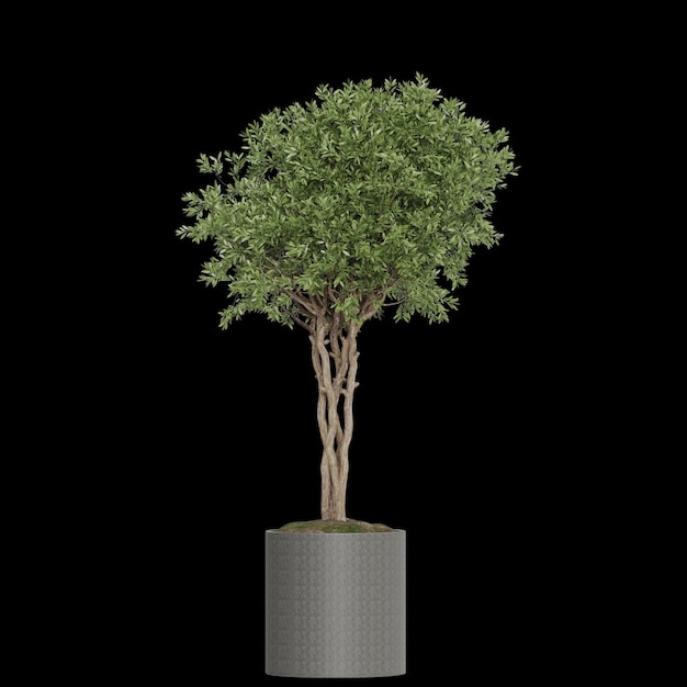 Piante in vaso isolate su sfondo bianco