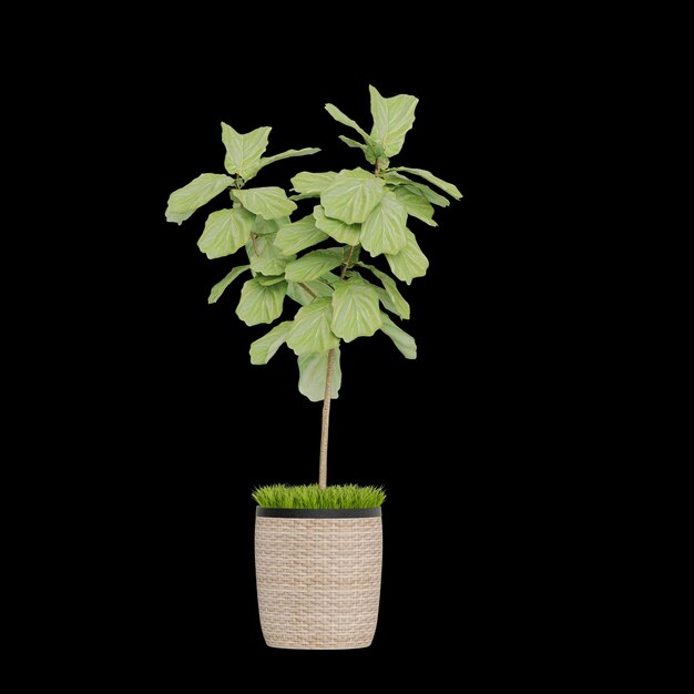Piante in vaso isolate su sfondo bianco