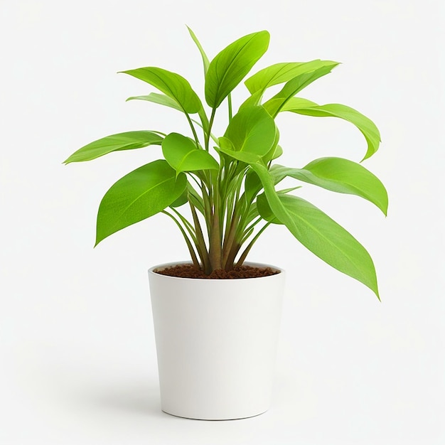 piante in vaso sfondo bianco Foto di alta qualità