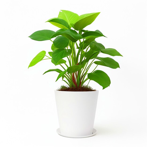 piante in vaso sfondo bianco Foto di alta qualità