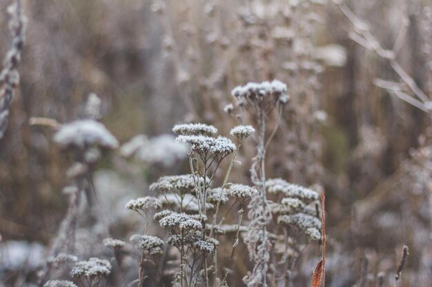 Piante innevate. Erbe brinate