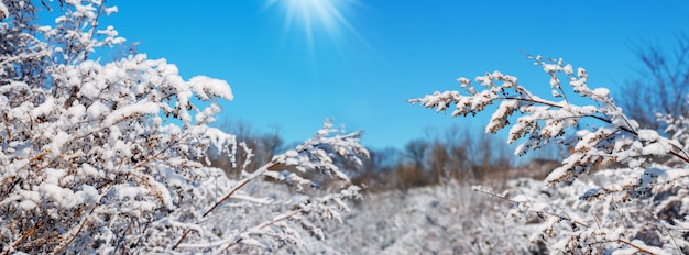 Piante innevate in giardino in una giornata invernale di sole. vista invernale