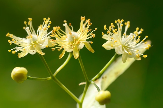 Piante medicinali: fiori di tiglio (Tilia ÃƒÂ— europaea)