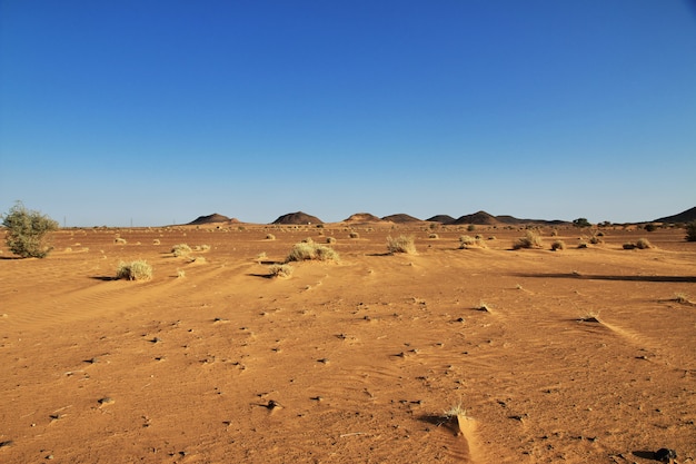 Piante nel deserto del Sahara in Sudan