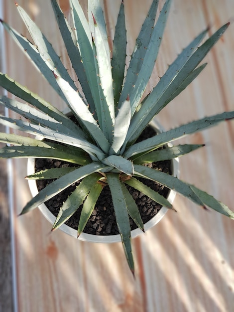 Piante ornamentali, agave lophantha quadri colore, tipi di agave, in vaso, foglie verdi, naturali ottime per decorare l'ambiente domestico naturale sano fresco