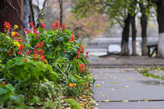 Piante ornamentali autunnali rosse