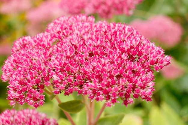 Piante ornamentali da giardino autunnali Sedum spettacolare nel primo piano del parco