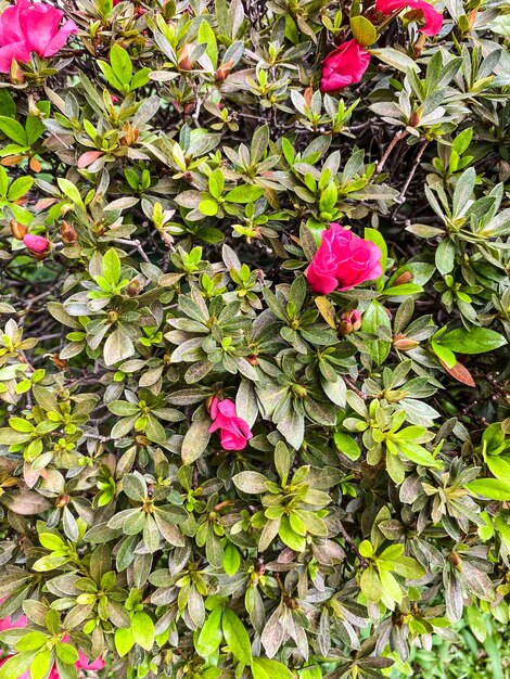 piante ornamentali in giardino