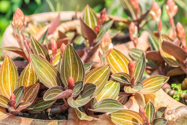 Piante ornamentali, Jewel Orchid-Ludisia scoloriscono e boccioli, piantati su vasi di terracotta.